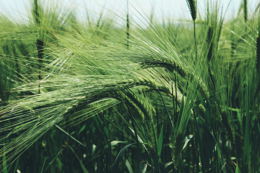 Close-up of lush green wheat in a summer field, showcasing growth and nature.